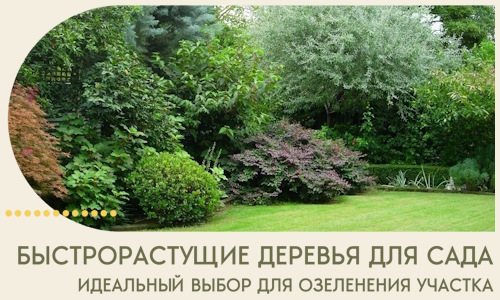 Быстрорастущие деревья для сада идеальный выбор в Костроме
