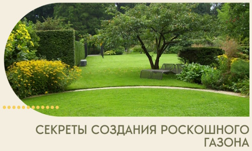 Секреты создания роскошного газона в Костроме